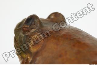 Bullfrog Rana catesbeiana 0045
